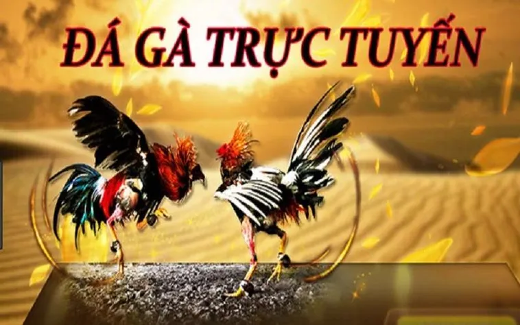 Tham Gia Đá Gà 3D W88 Ngay Hôm Nay Để Trải Nghiệm Cực Đỉnh